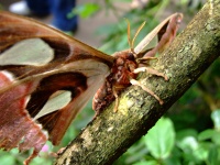 Gigantische harige vlinder