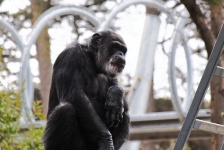 Gorila v zajetí