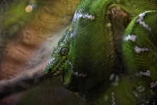 Cobra de árvore enrolada verde