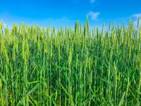 Green grain field