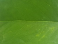 Зеленый фон с листьями