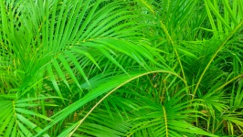 Hojas de palma verde