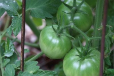 Tomates verdes crescendo na videira