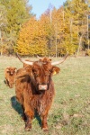Highland bovine