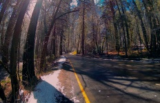 Estrada, através, nevado, floresta