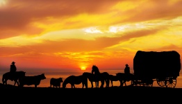 Hästar, Nötkreatur Sunset Silhouette