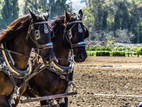 Horses Pulling a Wagon