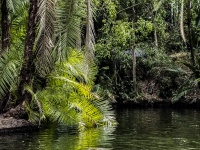 ジャングル川の風景