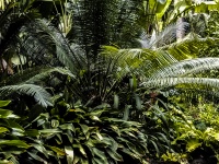 Arrière-plan des arbres de la jungle