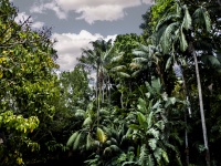 Arrière-plan des arbres de la jungle