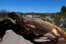Gran paisaje de desierto de reptiles