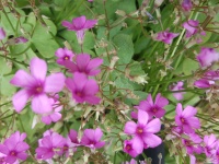 Fleurs violettes claires