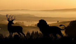 Lion chasse au cerf