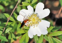 Longhorn Beetle On Prairie Rose