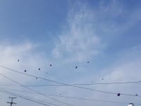 Viele Ballone, die weg schwimmen