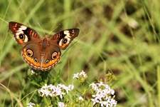 Fond de papillon monarque