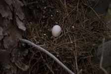 Morning Dove Egg
