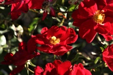 Old Fashion Red Roses