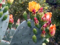 Orange cacti flowers