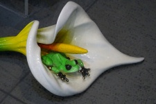 Ornamental Frog In Flower