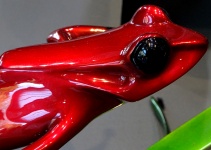 Ornamental Red Frog