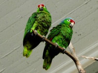 Paar grüne Papageien