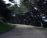 Path Through Cypress Forest