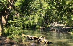 Ruisseau paisible en été