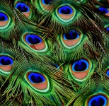 Fondo de textura de plumas de pavo real