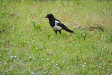 Magpie in a field