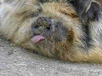 Cerdo sacando la lengua