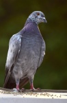 Pigeon Pose 2