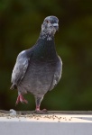 Pigeon Pose 3