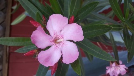 Fiore rosa