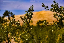 Plant Foreground Desert Background