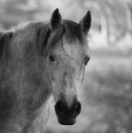 Portret van het paard