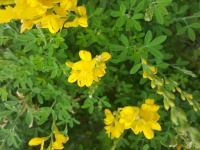 Bonitas flores amarillas