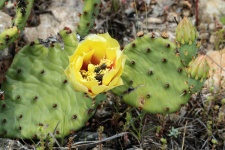 Prickly Pear Cactus Bloom en bugs