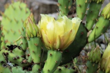 Prickly Pear Cactus Bloom Close-up