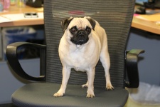 Perro Pug en silla de oficina