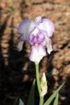 Purple Striped Iris o świcie