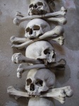 実際の人間の頭蓋骨と骨