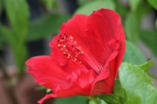 Rode hibiscus bloem profiel