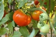 Red Tomatoes On Vine
