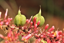 Red Yucca Seed Pods
