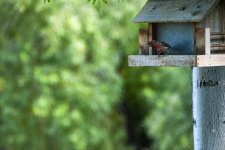 Robin in a Birdhouse