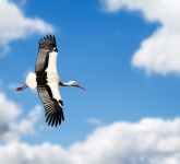 Stork Flying Sky Clouds