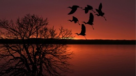 Solnedgång, fåglar, flygande, himmel