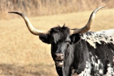 Close-up de Texas Longhorn Bull