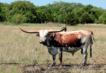 Texas Longhorn Stier auf dem Gebiet
